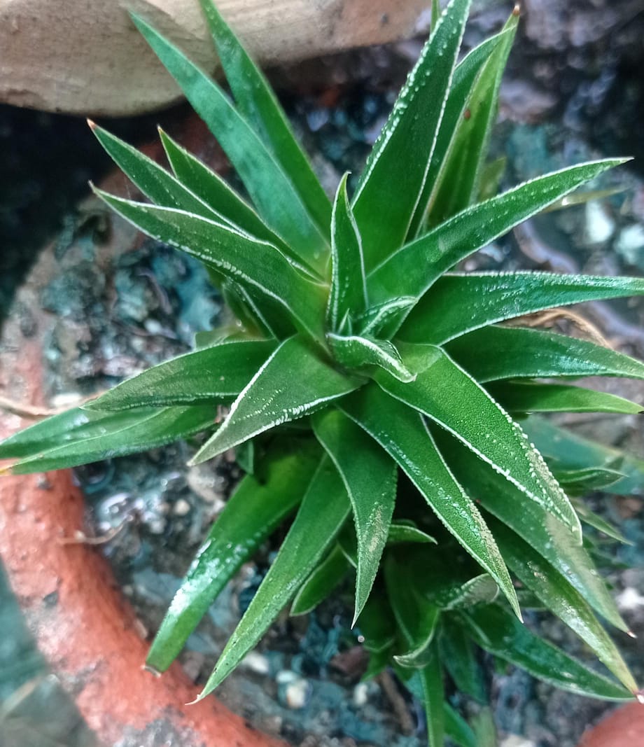 Haworthia 